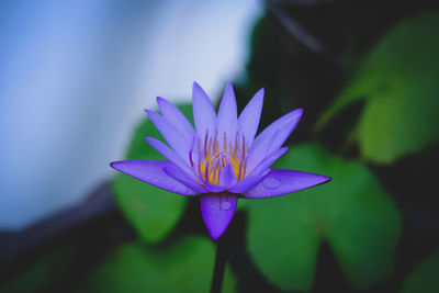 Close-up of purple water lily in pond