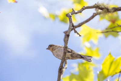 Low angle view of bird perching on tree against sky