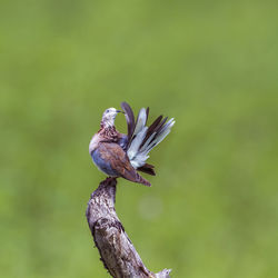 Close-up of bird perching on a branch