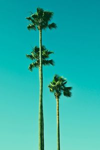 Low angle view of coconut palm tree against blue sky