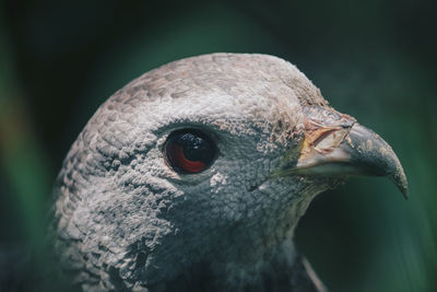 Close-up of a bird