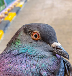 Close-up of a bird