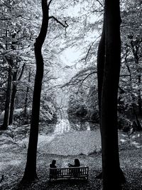 Trees in forest against sky