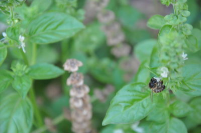 Close-up of insect on plant