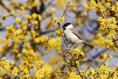 Bird perching on a branch