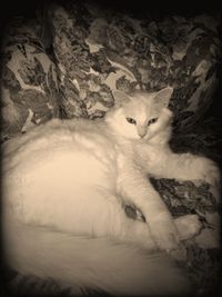 Cat resting on white surface