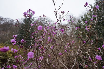 Low angle view of flowers blooming against sky