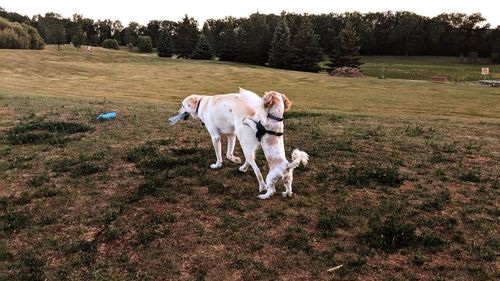 Dogs playing in a field