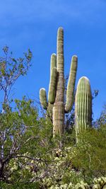 Low angle view of fresh cactus plants against sky