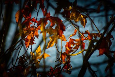 Low angle view of maple tree during autumn