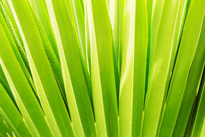 Full frame shot of palm leaf