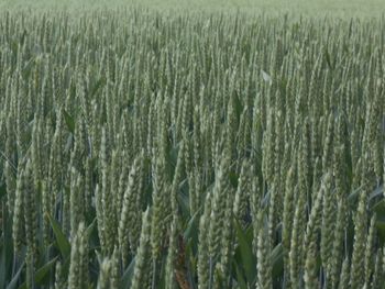 field