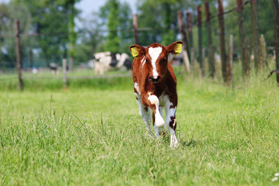 Portrait of cow on field