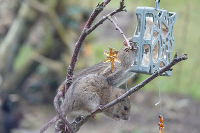 Close-up of rats on tree