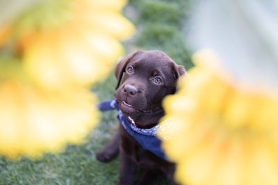 Maya a lovely labrador puppy trying to reach the flowers