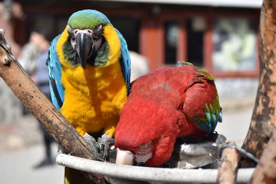 Close-up of parrot perching on branch