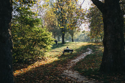 Footpath amidst trees in park during autumn