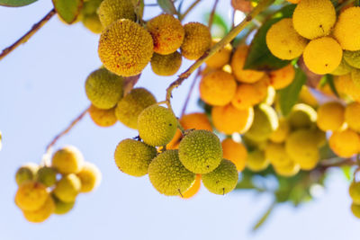 Yellow green ripening strawberry tree fruit on a branch in the garden