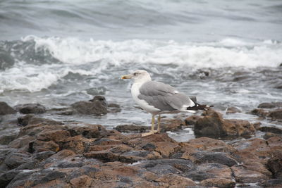 Seagull perching on shore