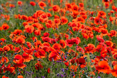 Red poppies and colorful blooming weed and wildflower. beauty of nature outside the pesticide zone. 