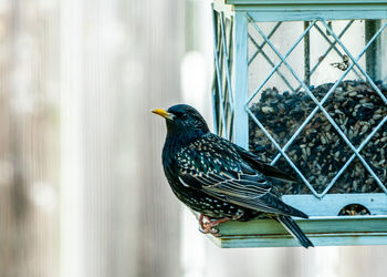 View of bird perching in cage