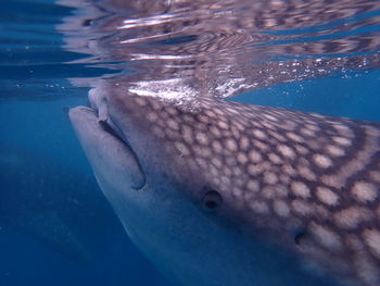 Whale shark swimming in sea