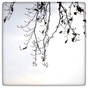 Bare trees against sky