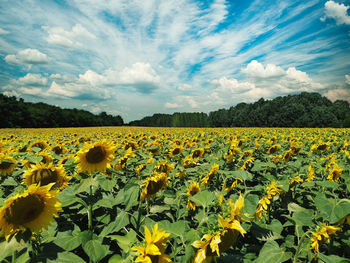 Scenic view of sunflower field against cloudy sky