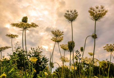 Scenic view of flowering plants on field against sky