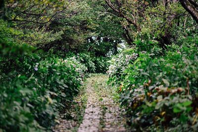 Plants growing in forest