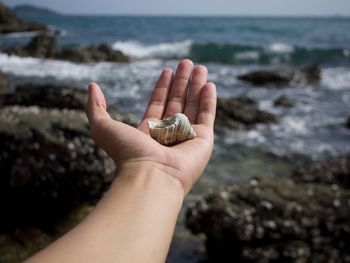 Cropped image of hand holding shell at beach