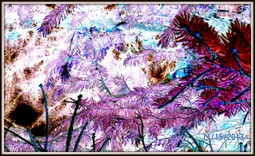 Low angle view of trees against sky