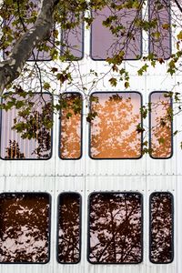 Full frame shot of leaves