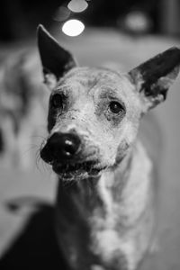 Close-up of dog looking away