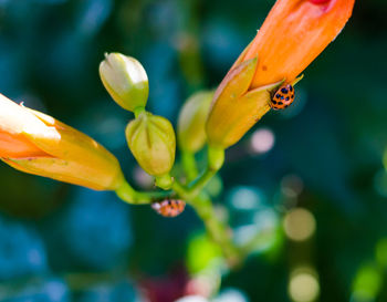 Close-up of yellow flower