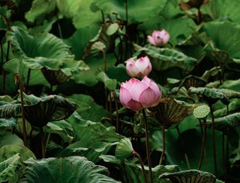 Close-up of pink lotus water lily