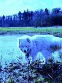 Portrait of dog on field