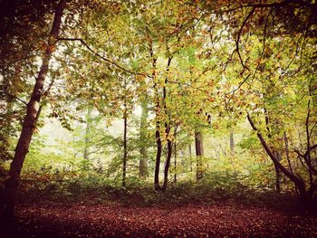 Trees in forest