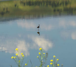 Birds in a lake