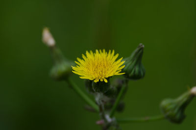 Close-up of yellow flowering plant