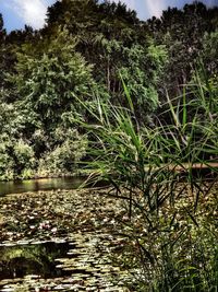 Scenic view of lake in forest