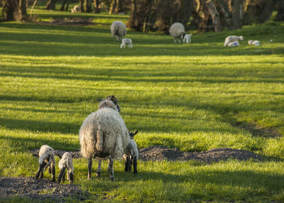 Sheep grazing in a field