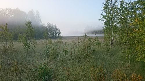 Scenic view of field in forest against sky