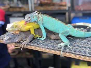 Close-up of a lizard