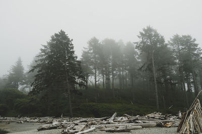 Trees in forest against sky during winter