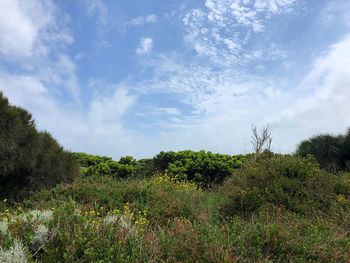 Plants and trees on field against sky
