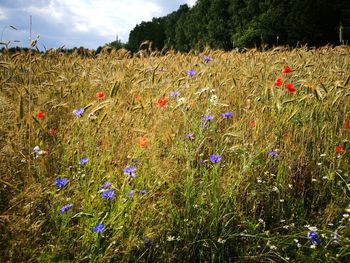 View of poppy field against sky