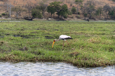 Side view of a bird in water