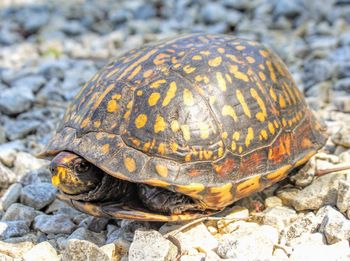 Close-up of turtle