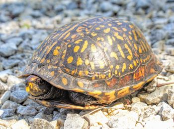 Close-up of turtle